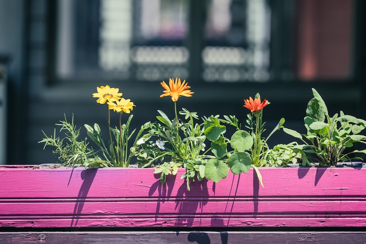 Mountains and Astrophotography cat1
