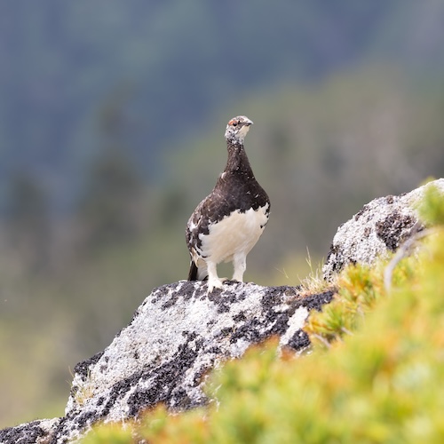 Mountains and Astrophotography g3 4
