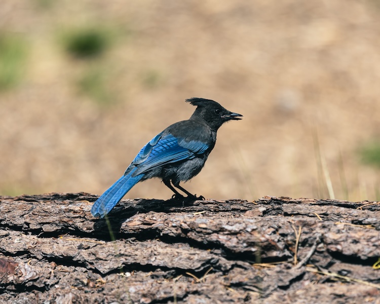 Mountains and Astrophotography l2 1