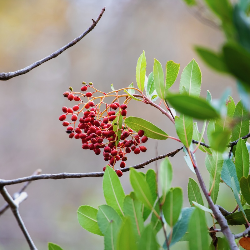 California Dreamin' f2b