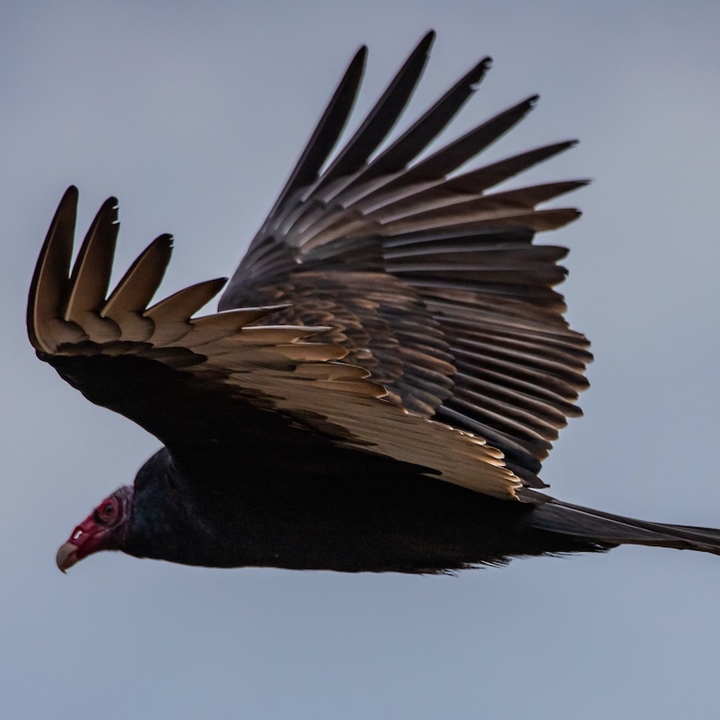 California Dreamin' f2c