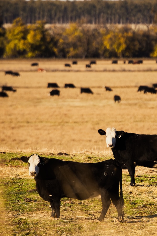 California Dreamin' f7c