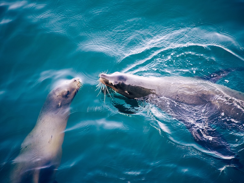 California Dreamin' f16a