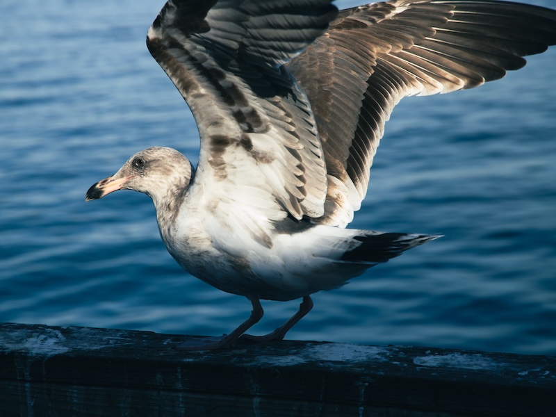 California Dreamin' f16b