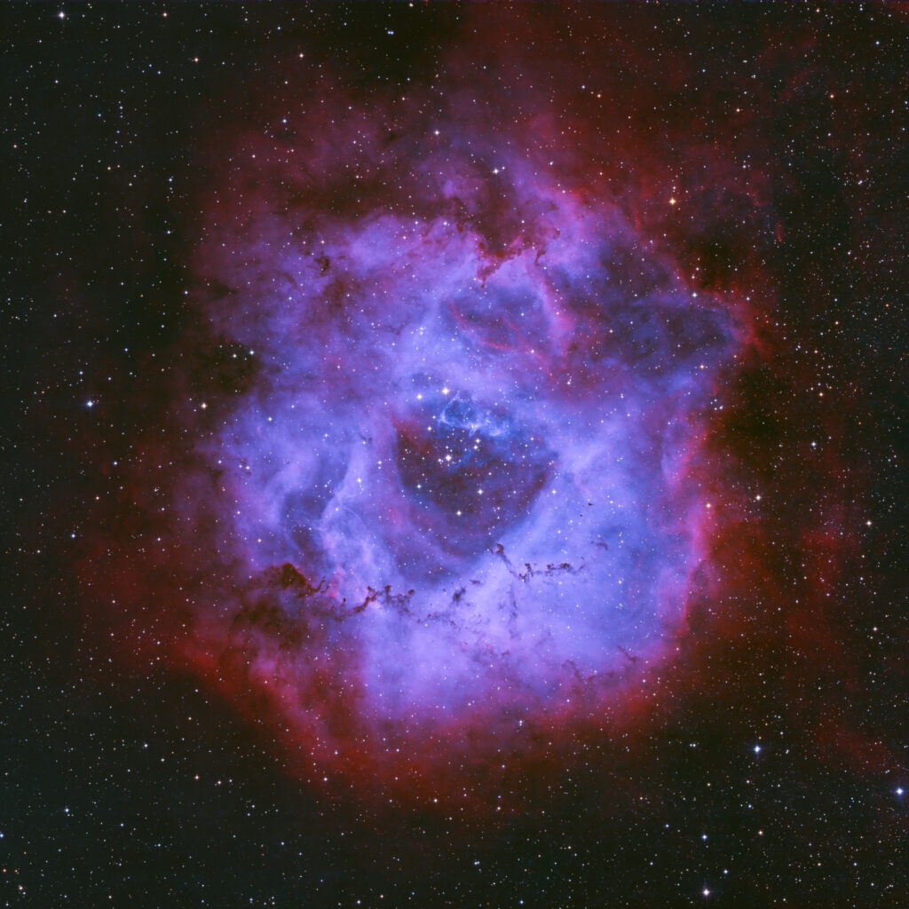 rosette hoo