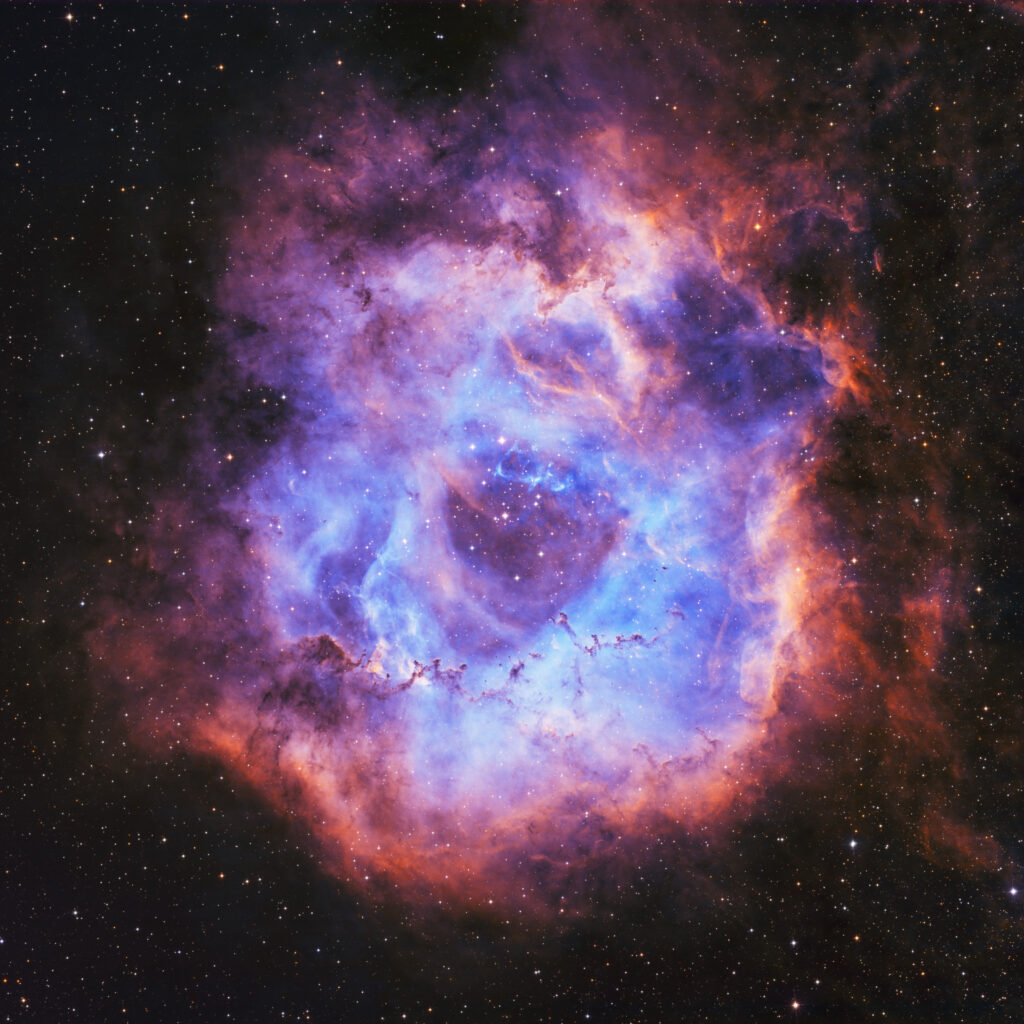rosette sho